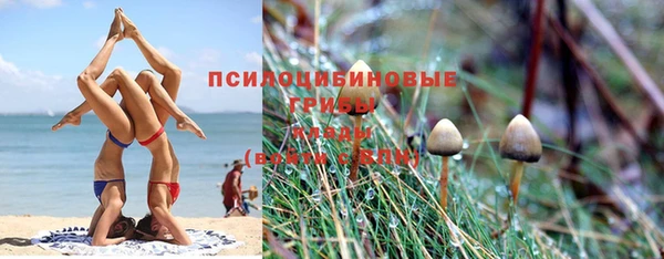 индика Бородино
